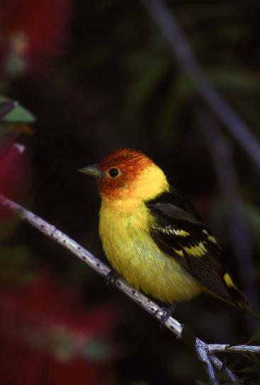 profile, male, western, tanager, bird, branch
