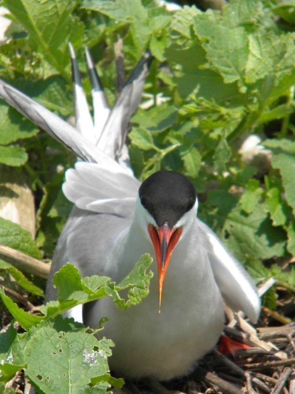 Common tern, vogel, bewakers, nest, sterna hirundo