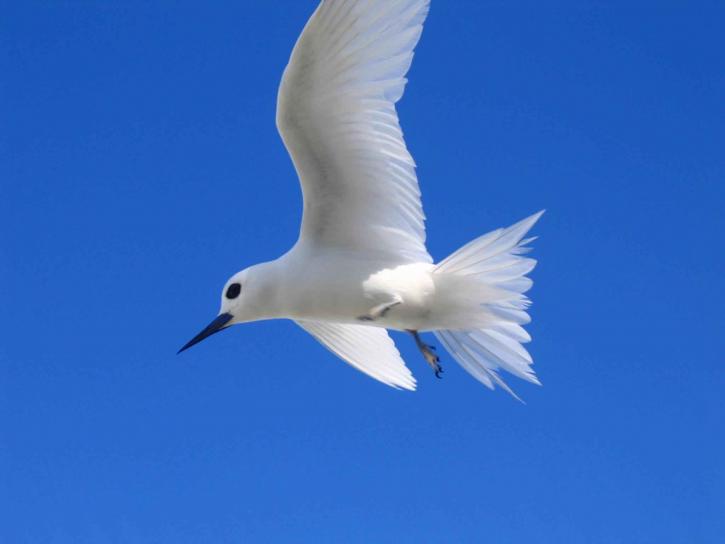 curious, white tern, bird, gygis alba, hovers, overhead