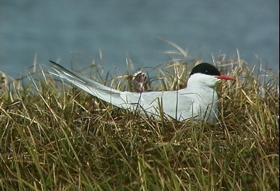 Arctic Tern, Nest