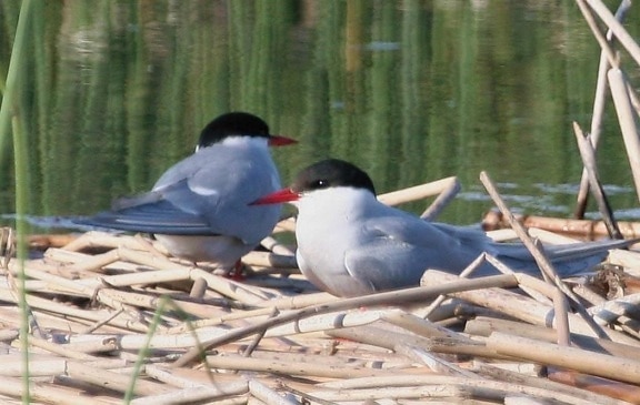 อาร์กติก terns นก