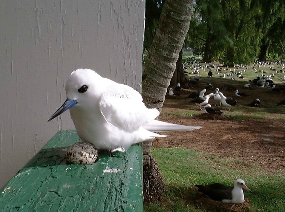 up-close, white tern, bird, gygis alba, sits, egg