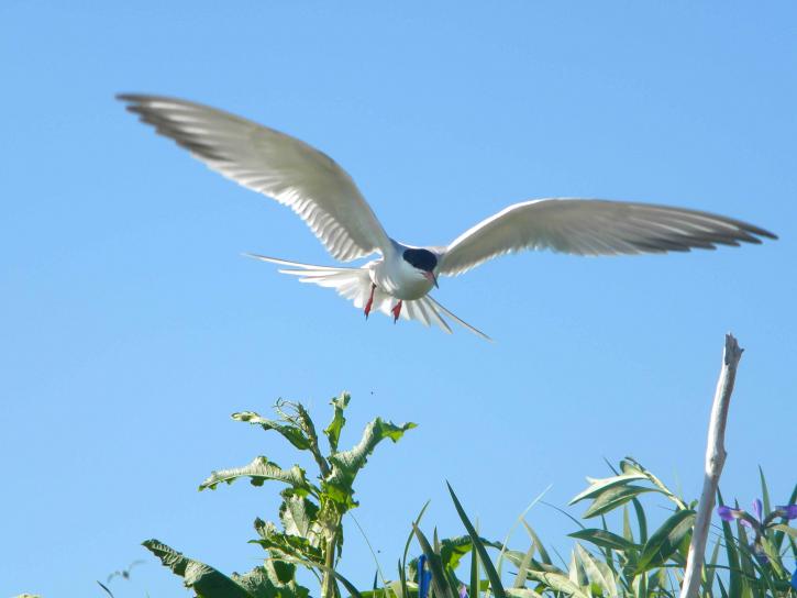Common tern vlucht, sterna hirundo