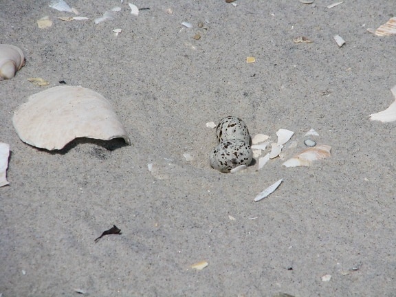 นกนางนวลแกลบน้อย ไข่ ชายหาด ทราย sternula antillarum