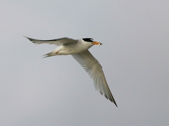 least, tern, flying, fish, mouth