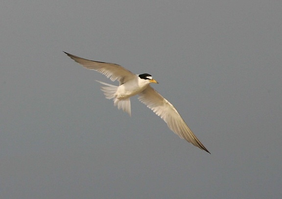 least, tern, soars, air