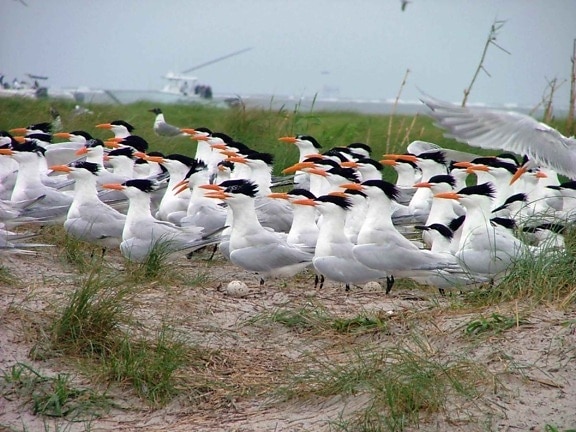 รัง โซน shorebirds รอยัล terns