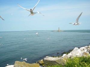 Free picture: roseate, tern, sterna, dougallii, dougallii