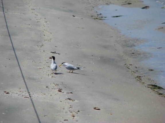 fågel, beach, Sterna hirundo