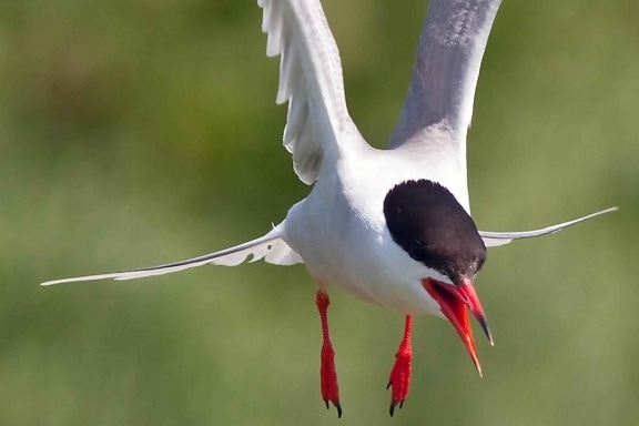 sterna hirundo, tern, bird, up-close, photo