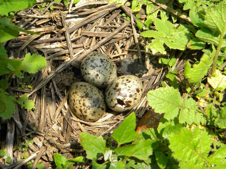 three, tern, eggs, nest