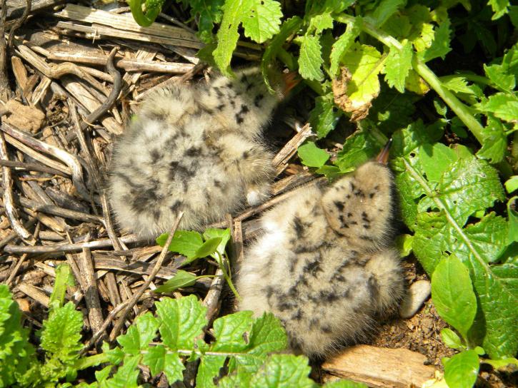 two, tern, chicks, nest