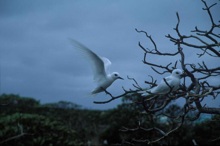 two, white, terns, perching, tree, branches