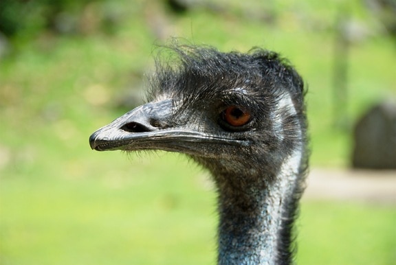 Head of emu bird close-up, endemic animal of Australia
