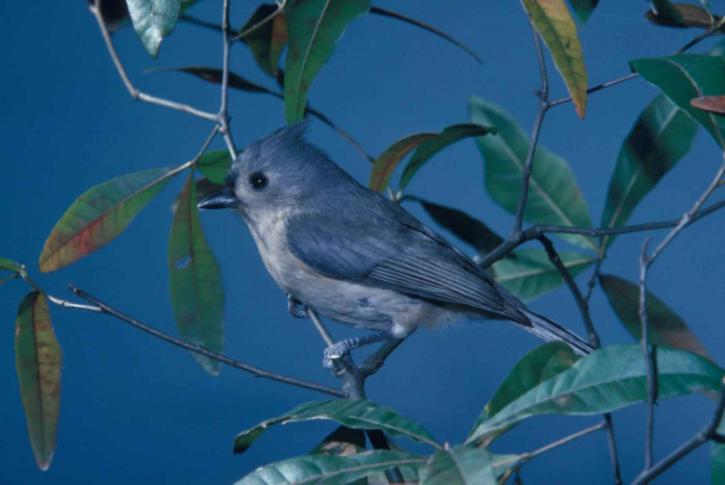 small, tufted, titmouse, perching, branch