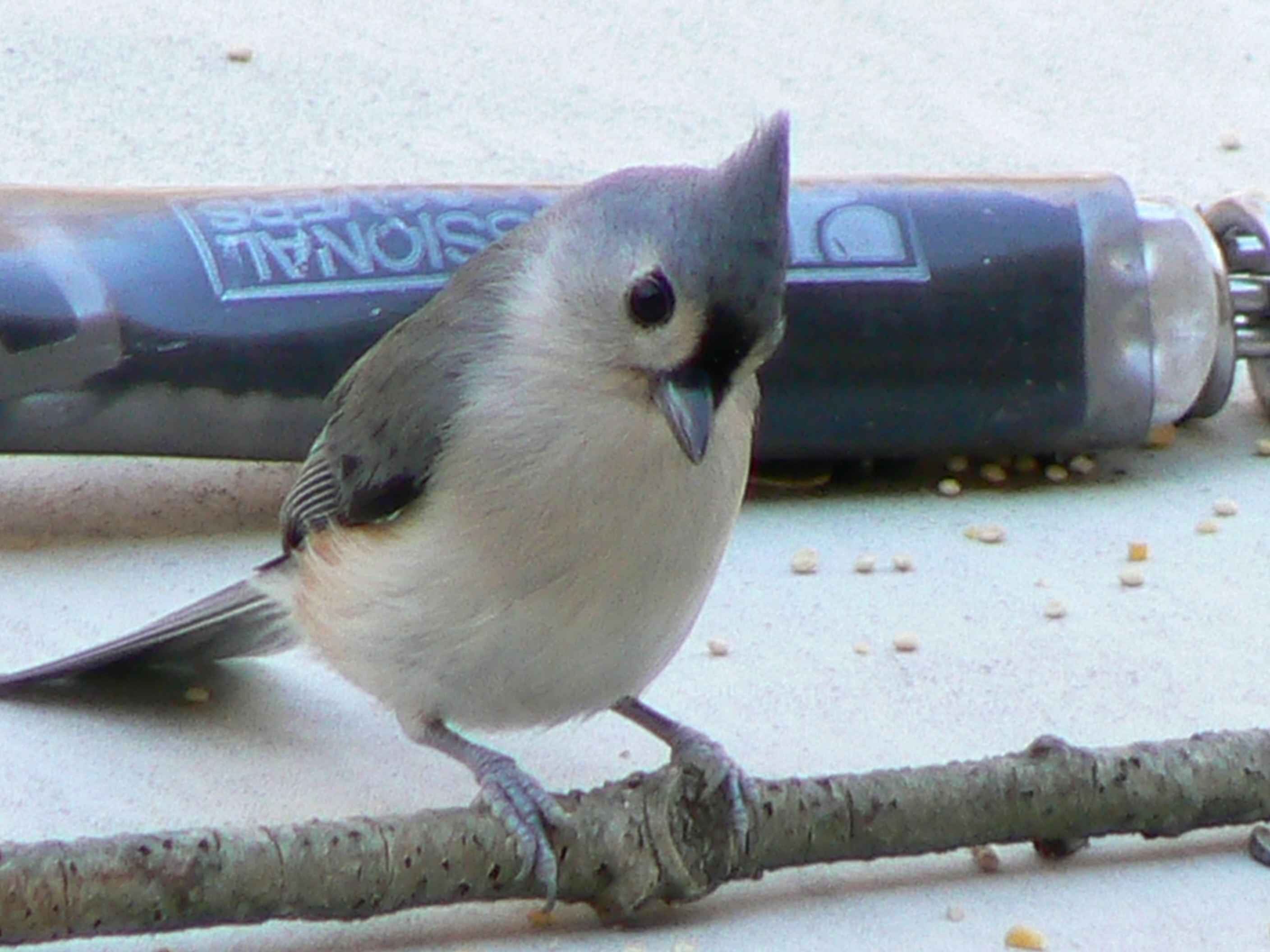 Free picture: tufted, titmouse, up-close, bird