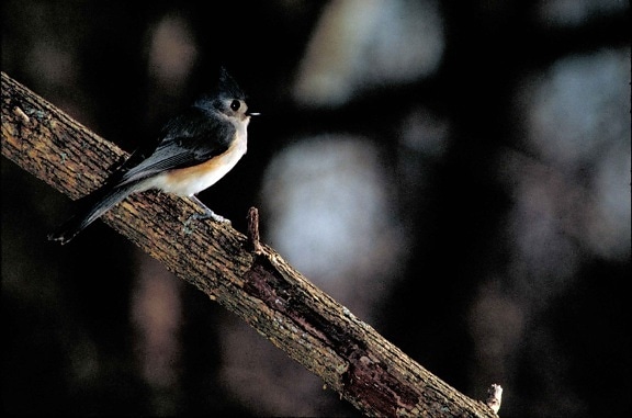 tufted, titmouse, bird, parus, bicolor, perching, old, branch