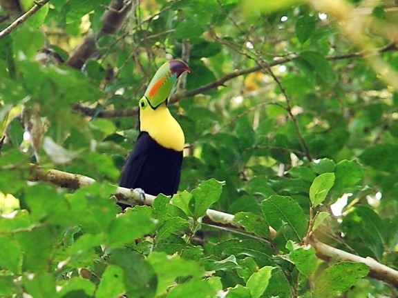 toucan, oiseau, maya, biosphère, réserve, centrale, Amériques, biologiquement, diversifié, écosystème