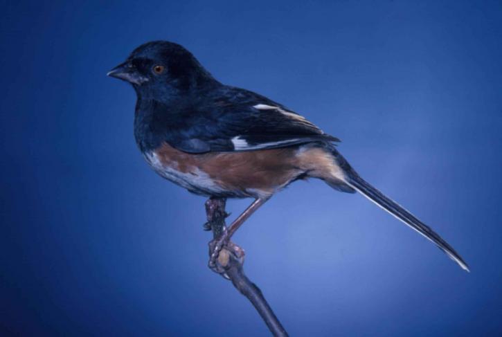 rufoues, двустранни, towhee, птици, pipilo erythrophthalmus