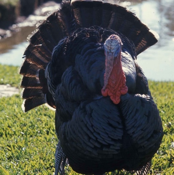 up-close, domestic, turkey