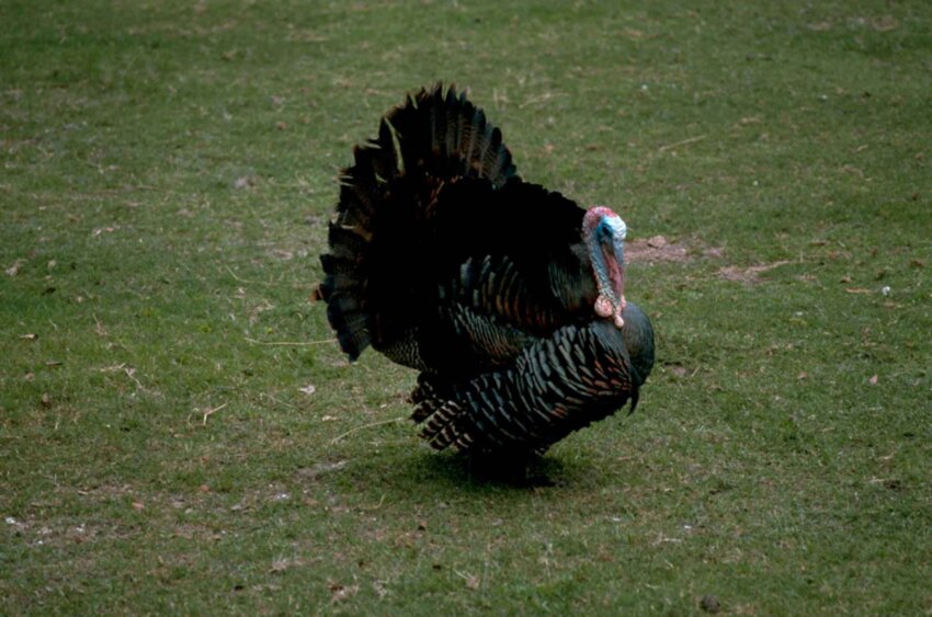 Free picture: wild, turkey, bird, male