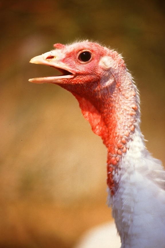 female, turkey, bird