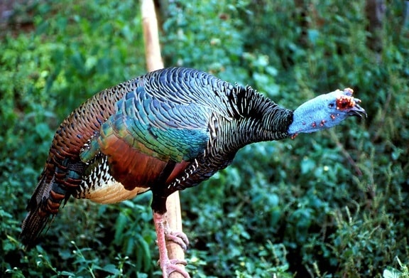 occelated, turkey, bird, male