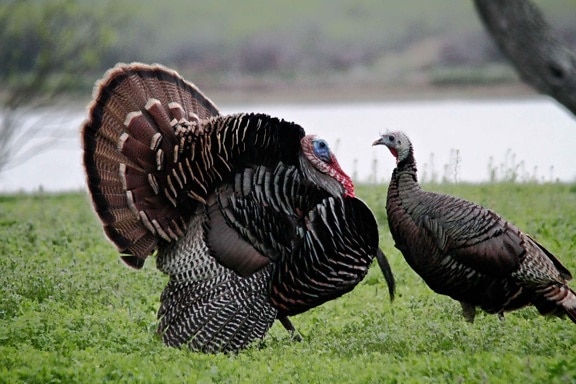 pair, wild, turkey, birds, male, female, breeding, plumage, meleagris gallopavo