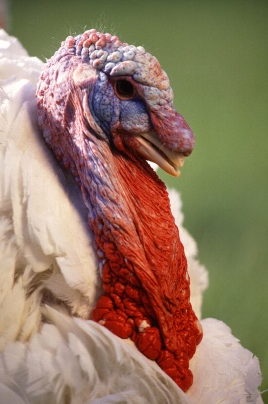 Free picture flock, wild, turkeys, meleagris gallopavo