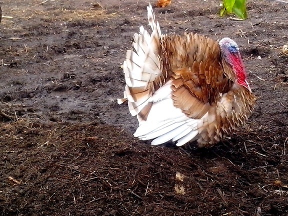 turkey cock, bird, animal