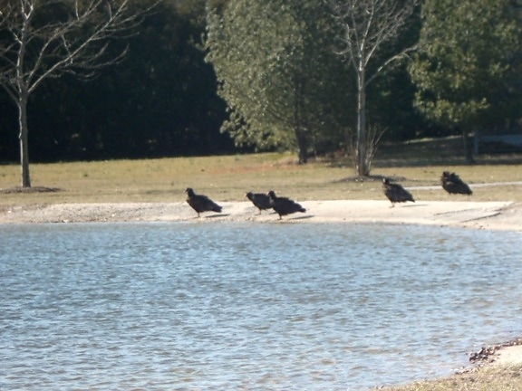 turkey, vultures, pond