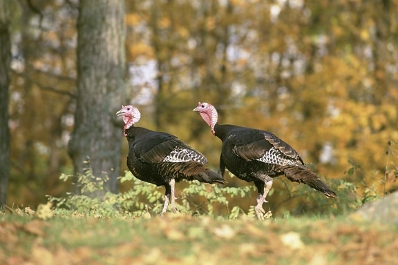 two, wild, turkey, toms, meleagris gallopavo, walking, woodland, autumn