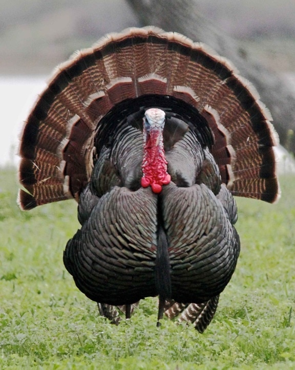 wild, male, turkey, bird, up-close, meleagris gallopavo