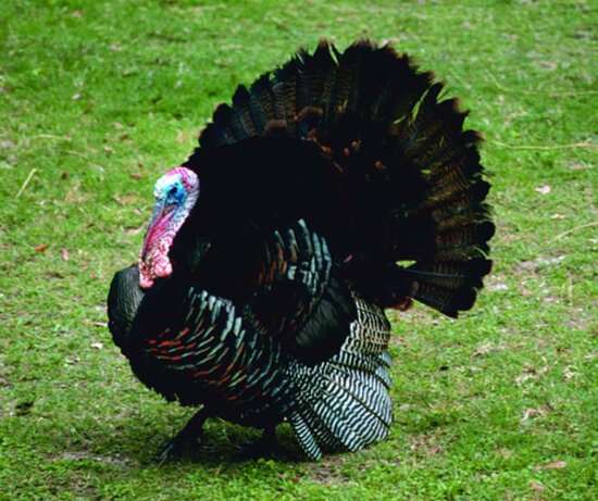 wild, turkey, male, breeding, plumage, meleagris gallopavo
