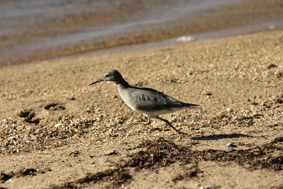พเนจร tattler นก ทำงาน ชายหาด heteroscelus incanus