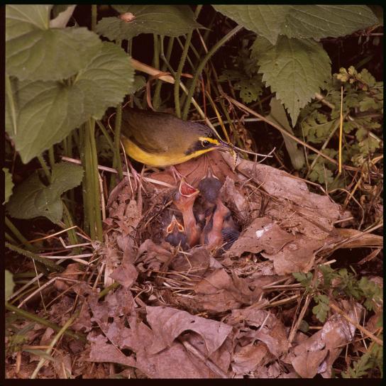 Kentucky, warbler, burung, oporornis formosus