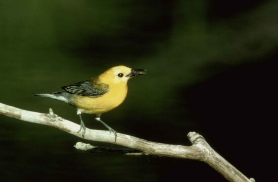 male, prothonotary, warbler, sings, branch, protonotaria citrea