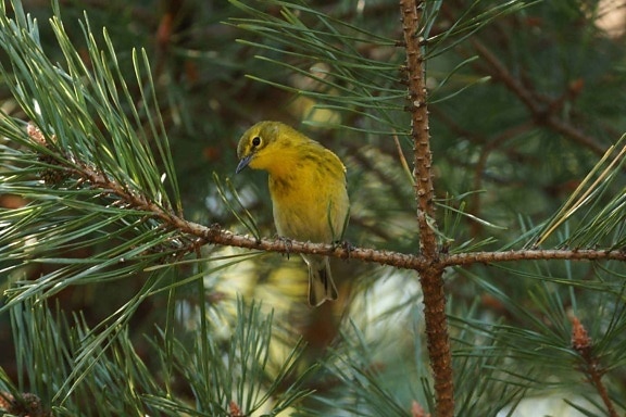 pine, warbler, bird, dendroica pinus, evergreen, branch