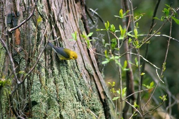 Prothonotary, skogssångare, fågeln, träd
