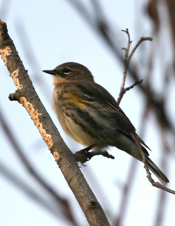 up-close, gule, rumped, Løvsanger, fugl, træ
