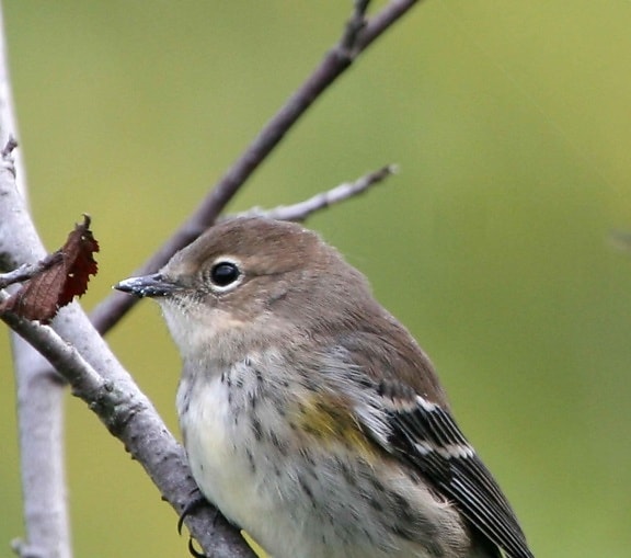 yellow, rumped, warbler, up-close, body, head