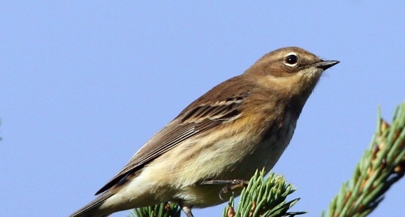 yellow, rumped, warbler, dendroica, coronata, female, bird