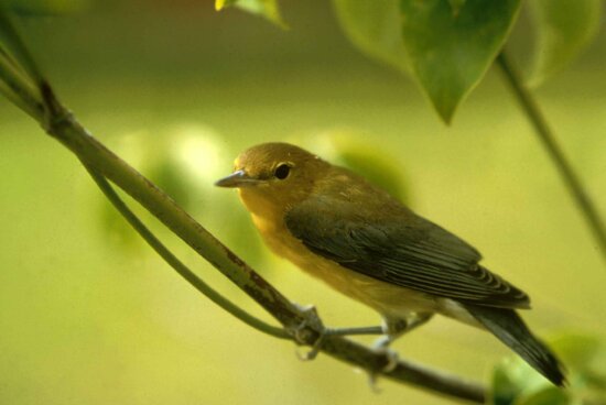 yellow, prothonotary, warbler, singing, bird