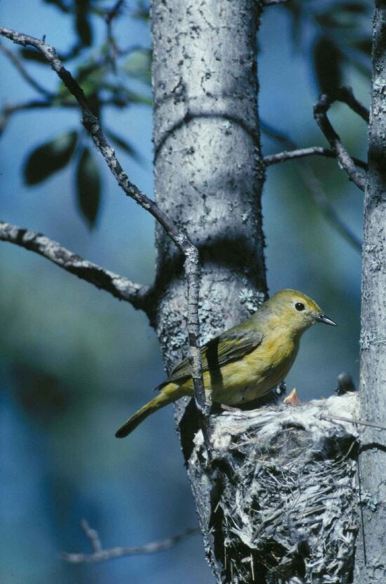 yellow, warbler, dendroica petechia, attends, nest, tree