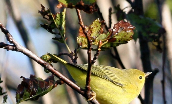 yellow, warbler, dendroica petechia, female, reeding, plumage