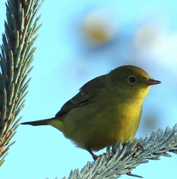 yellow, warbler, dendroica petechia, male, breeding, golden, yellow plumage