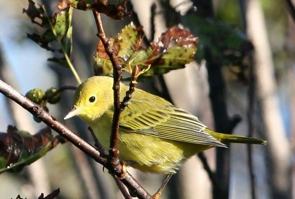 yellow, warbler, songbird, dendroica petechia