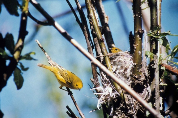 yellow, warbler, chick, nest