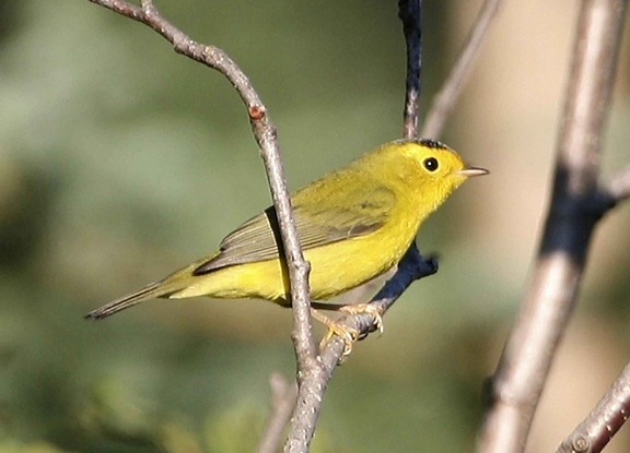 yellow, wilson, warbler, bird, tree, wilsonia pusilla