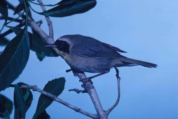 yellowthroat, fauvette, arbre, branche, geothypis trichas